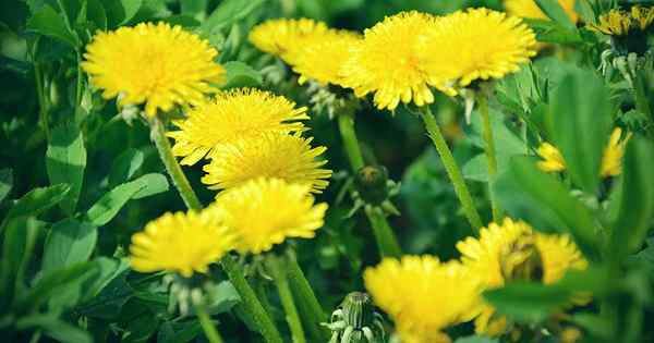 Wie man Löwenzahn für Grüns, Wurzeln und Blumen wächst und erntet