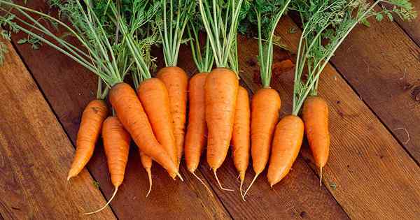 Un héros de sol lourd comment faire pousser des carottes de danvers