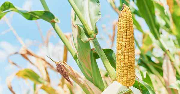 Como cultivar milho dente em seu quintal