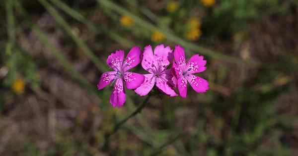 Cara tumbuh dan merawat deptford pinks