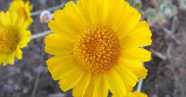 Cara Tumbuh dan Menjaga Desert Marigolds