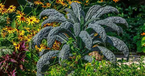 Cómo cultivar lacinato (dinosaurio) Kale