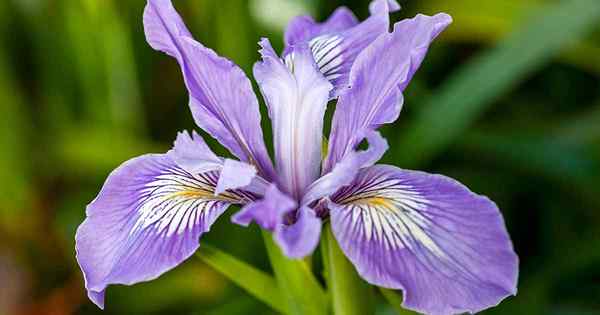 Cómo crecer y cuidar a Douglas Iris