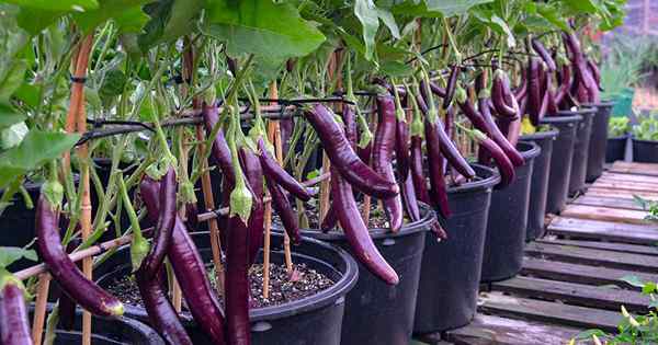 Cómo cultivar berenjenas en contenedores