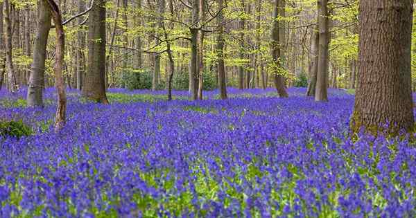 Wie man wächst und für englische Bluebells sorgt