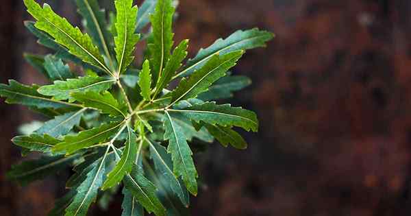 Cómo crecer y cuidar a False Aralia