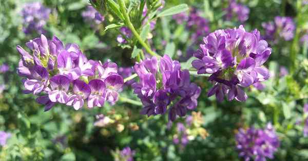 Cara tumbuh fenugreek