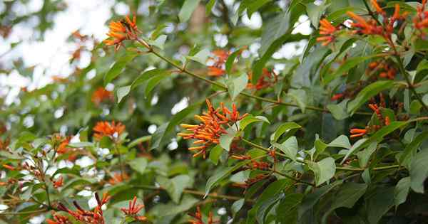 Wie man wächst und für Firebush sorgt