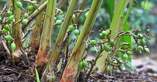 Como cultivar cardamomo saboroso em seu jardim doméstico