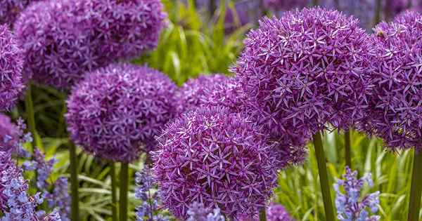 Cómo crecer y cuidar a los Allium ornamentales