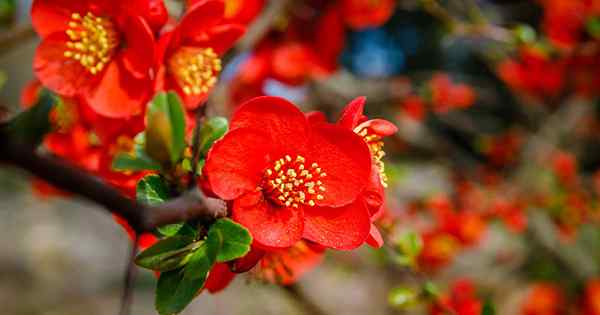 Cómo cultivar membrillo floreciente para el color de principios de la primavera