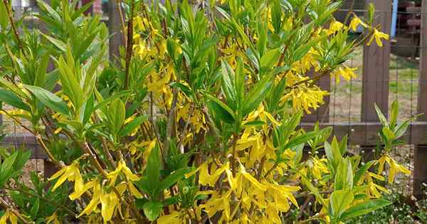 Cómo crecer y cuidar a Forsythia