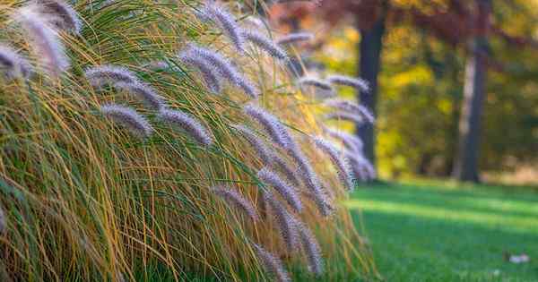 Cara tumbuh dan merawat rumput air mancur