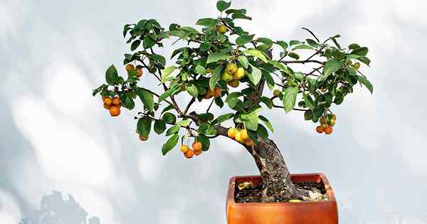 Cara tumbuh dan merawat pohon buah bonsai