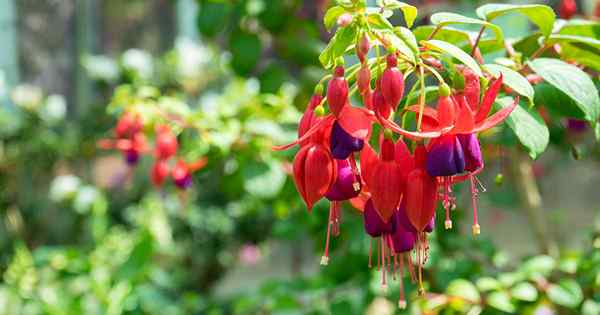 Wie man fabelhafte Fuchsia -Blumen züchtet