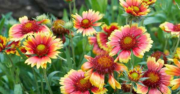 Wie man wächst und für Gaillardia (Deckenblumen) sorgt)