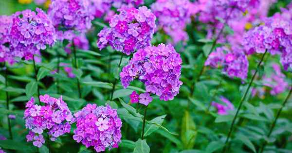 Cómo plantar y cultivar jardín Phlox