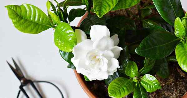 Traga seu perfume intoxicante dentro das dicas para o crescimento de Gardenias como plantas domésticas