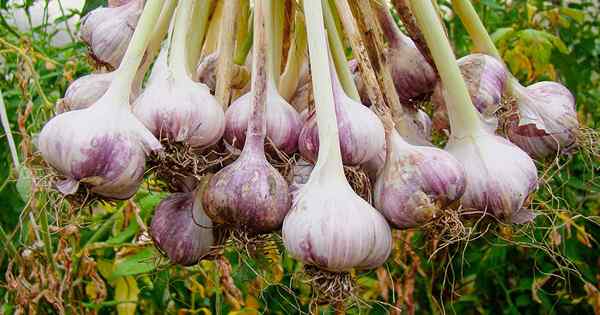 Wie man Knoblauch in Ihrem vegetarischen Patch pflanzt und wächst