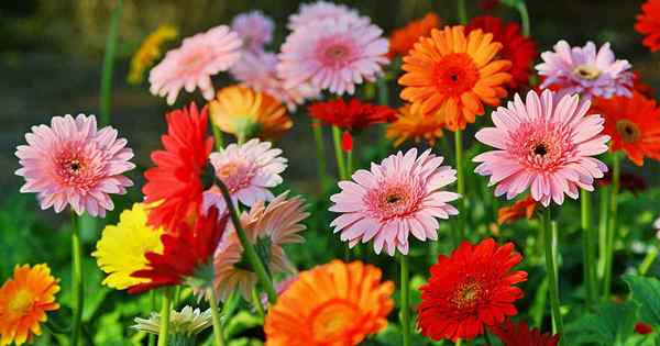 Cómo crecer y cuidar las margaritas Gerbera