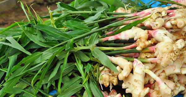 Como plantar e cultivar gengibre em seu jardim de origem