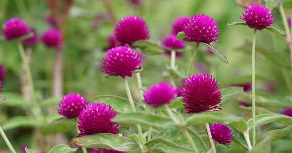 Cara Menanam dan Menanam Globe Amaranth