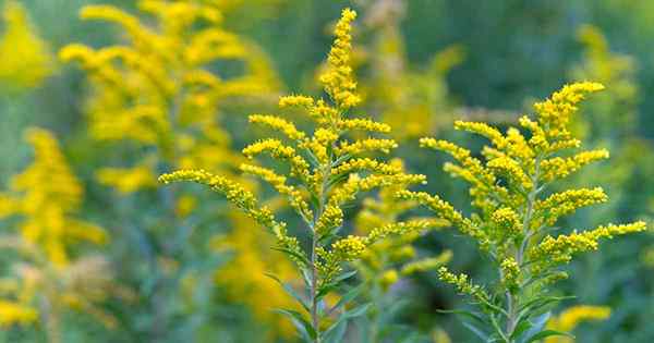 Cara tumbuh dan merawat tanaman goldenrod