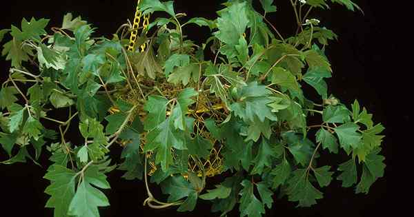 Como cultivar e cuidar de uma planta de casas de hera de uva