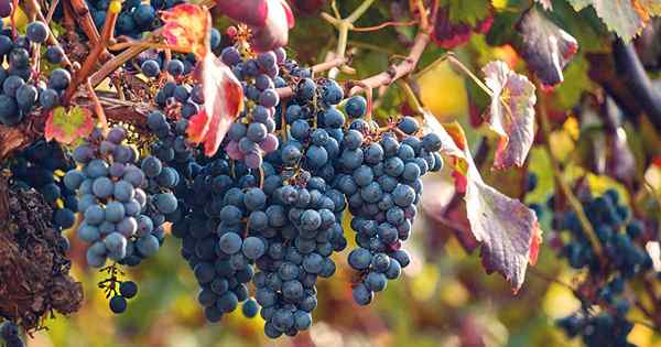 Cara membesar dan menjaga anggur anggur