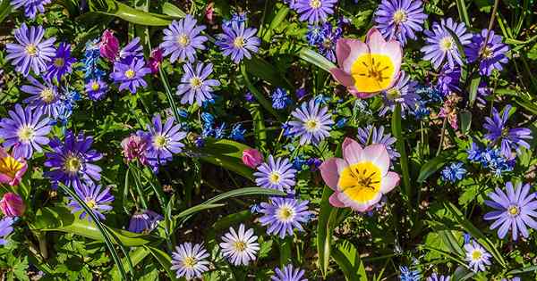 Wie man griechische Windblumen pflanzt und anbaut (Balkananemonen)