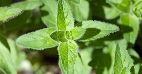 Cómo cultivar orégano griego sabroso