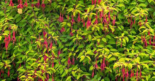 Como cultivar arbustos Hardy Fuchsia no jardim da casa