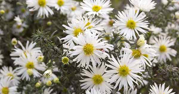 Conseils pour cultiver des asters de santé