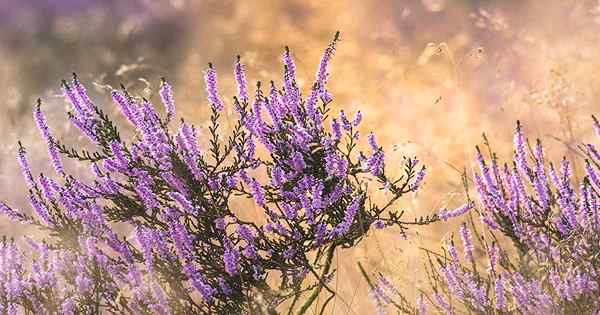 Jak wyhodować rośliny Heather w ogrodzie