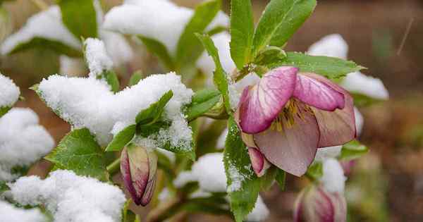 Wie man Hellebores wächst, das Gefühl des Winters zu Pfund zu sehen