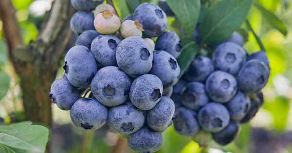 Petua untuk Blueberries Highbush yang semakin meningkat di taman anda