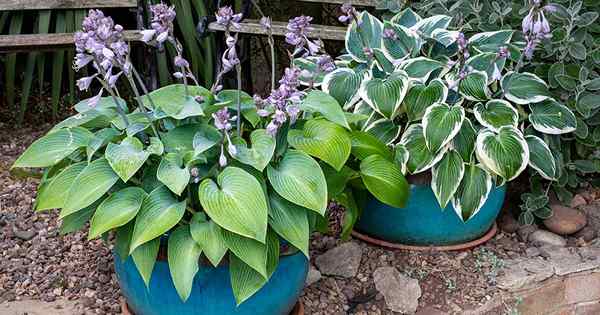 Como cultivar hostas em contêineres