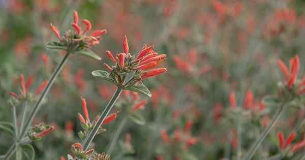 Cara Tumbuh dan Menjaga Tanaman Hummingbird