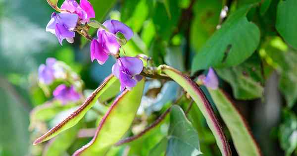 Comment cultiver des vignes aux haricots de jacinthe