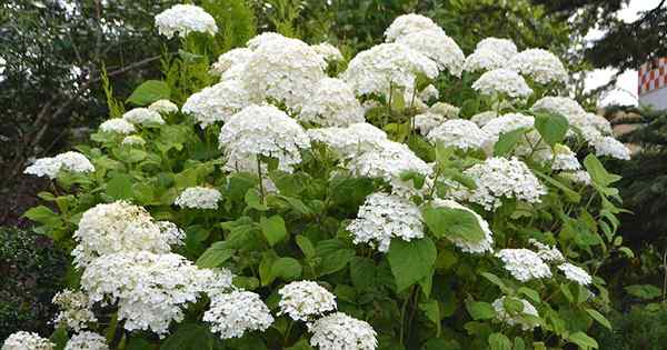 Comment cultiver l'hortensia lisse