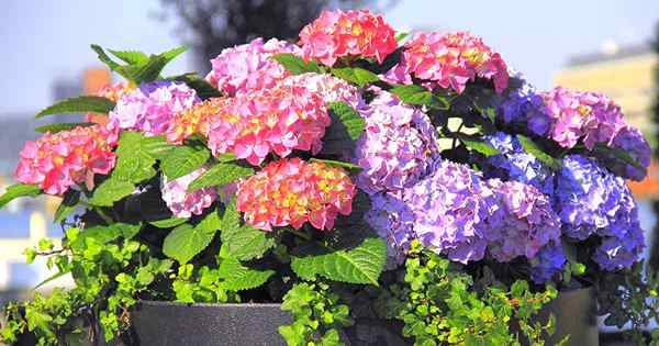 Comment faire pousser des fleurs d'hortensia dans des conteneurs