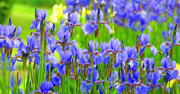 Cara Menumbuhkan Irises Untuk Wangian dan Warna