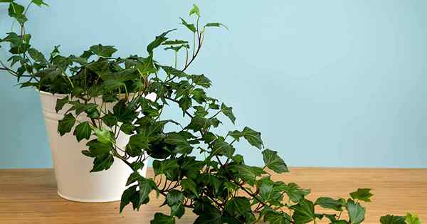 English Ivy Houseplants Cómo cuidar a Hedera Helix en interiores