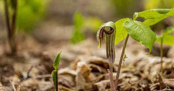 Como crescer e cuidar de Jack-in-the-Pulpit