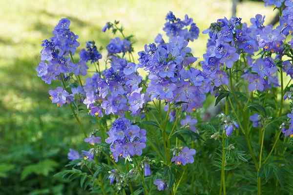 Como cultivar a escada de Jacob, a escada regal-blooming perene