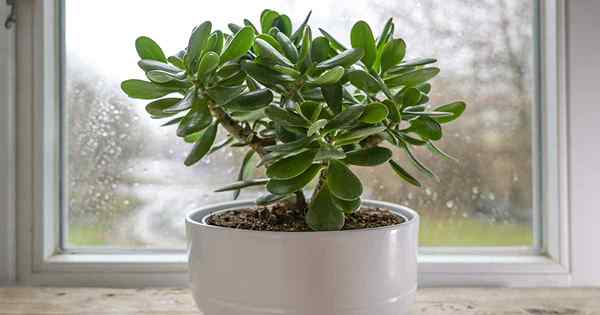 Como cultivar e cuidar de plantas de jade dentro de casa