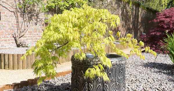 Wie man japanische Ahornbäume in Behältern anbaut