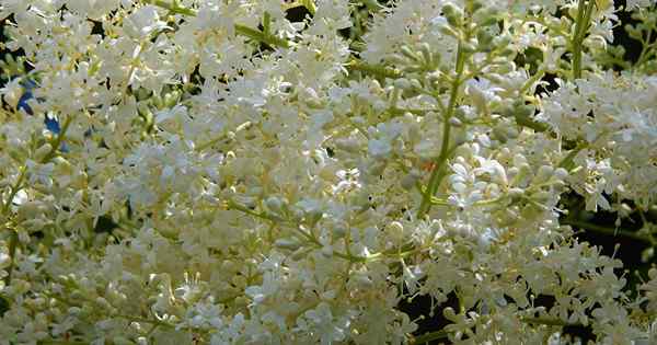 Cómo crecer y cuidar las lilas de los árboles japoneses