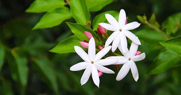 Tips untuk menumbuhkan Jasmine di dalam ruangan