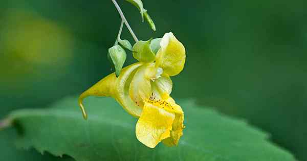 Wie man im Garten Jewelweed pflanzt und wächst